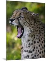 Cheetah, Acinonyx Jubatus, Male, Yawninging-Andreas Keil-Mounted Photographic Print