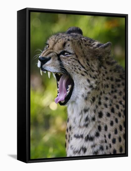 Cheetah, Acinonyx Jubatus, Male, Yawninging-Andreas Keil-Framed Stretched Canvas