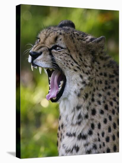 Cheetah, Acinonyx Jubatus, Male, Yawninging-Andreas Keil-Stretched Canvas