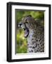 Cheetah, Acinonyx Jubatus, Male, Yawninging-Andreas Keil-Framed Photographic Print