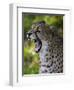 Cheetah, Acinonyx Jubatus, Male, Yawninging-Andreas Keil-Framed Photographic Print