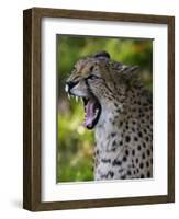 Cheetah, Acinonyx Jubatus, Male, Yawninging-Andreas Keil-Framed Premium Photographic Print