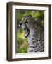 Cheetah, Acinonyx Jubatus, Male, Yawninging-Andreas Keil-Framed Premium Photographic Print