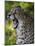 Cheetah, Acinonyx Jubatus, Male, Yawninging-Andreas Keil-Mounted Premium Photographic Print