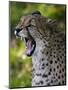 Cheetah, Acinonyx Jubatus, Male, Yawninging-Andreas Keil-Mounted Premium Photographic Print
