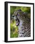 Cheetah, Acinonyx Jubatus, Male, Yawninging-Andreas Keil-Framed Photographic Print
