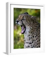 Cheetah, Acinonyx Jubatus, Male, Yawninging-Andreas Keil-Framed Photographic Print