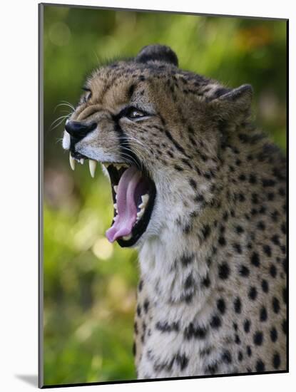 Cheetah, Acinonyx Jubatus, Male, Yawninging-Andreas Keil-Mounted Photographic Print