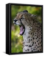 Cheetah, Acinonyx Jubatus, Male, Yawninging-Andreas Keil-Framed Stretched Canvas
