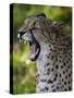 Cheetah, Acinonyx Jubatus, Male, Yawninging-Andreas Keil-Stretched Canvas