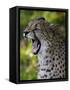 Cheetah, Acinonyx Jubatus, Male, Yawninging-Andreas Keil-Framed Stretched Canvas