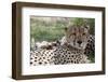 Cheetah (Acinonyx Jubatus), Masai Mara, Kenya, East Africa, Africa-Sergio Pitamitz-Framed Photographic Print