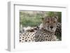 Cheetah (Acinonyx Jubatus), Masai Mara, Kenya, East Africa, Africa-Sergio Pitamitz-Framed Photographic Print