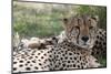 Cheetah (Acinonyx Jubatus), Masai Mara, Kenya, East Africa, Africa-Sergio Pitamitz-Mounted Photographic Print