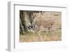 Cheetah (Acinonyx Jubatus), Masai Mara, Kenya, East Africa, Africa-Sergio Pitamitz-Framed Photographic Print