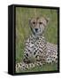 Cheetah (Acinonyx Jubatus), Masai Mara National Reserve, Kenya, East Africa, Africa-Sergio Pitamitz-Framed Stretched Canvas