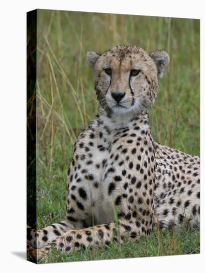 Cheetah (Acinonyx Jubatus), Masai Mara National Reserve, Kenya, East Africa, Africa-Sergio Pitamitz-Stretched Canvas