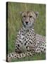 Cheetah (Acinonyx Jubatus), Masai Mara National Reserve, Kenya, East Africa, Africa-Sergio Pitamitz-Stretched Canvas