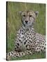 Cheetah (Acinonyx Jubatus), Masai Mara National Reserve, Kenya, East Africa, Africa-Sergio Pitamitz-Stretched Canvas