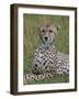 Cheetah (Acinonyx Jubatus), Masai Mara National Reserve, Kenya, East Africa, Africa-Sergio Pitamitz-Framed Photographic Print