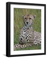 Cheetah (Acinonyx Jubatus), Masai Mara National Reserve, Kenya, East Africa, Africa-Sergio Pitamitz-Framed Photographic Print