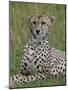Cheetah (Acinonyx Jubatus), Masai Mara National Reserve, Kenya, East Africa, Africa-Sergio Pitamitz-Mounted Photographic Print