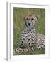 Cheetah (Acinonyx Jubatus), Masai Mara National Reserve, Kenya, East Africa, Africa-Sergio Pitamitz-Framed Photographic Print