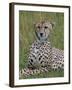 Cheetah (Acinonyx Jubatus), Masai Mara National Reserve, Kenya, East Africa, Africa-Sergio Pitamitz-Framed Photographic Print