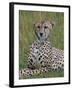 Cheetah (Acinonyx Jubatus), Masai Mara National Reserve, Kenya, East Africa, Africa-Sergio Pitamitz-Framed Photographic Print