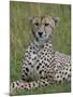 Cheetah (Acinonyx Jubatus), Masai Mara National Reserve, Kenya, East Africa, Africa-Sergio Pitamitz-Mounted Photographic Print