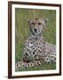 Cheetah (Acinonyx Jubatus), Masai Mara National Reserve, Kenya, East Africa, Africa-Sergio Pitamitz-Framed Photographic Print