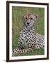 Cheetah (Acinonyx Jubatus), Masai Mara National Reserve, Kenya, East Africa, Africa-Sergio Pitamitz-Framed Photographic Print