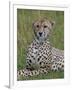 Cheetah (Acinonyx Jubatus), Masai Mara National Reserve, Kenya, East Africa, Africa-Sergio Pitamitz-Framed Photographic Print