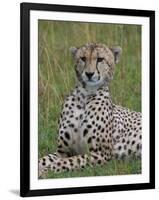 Cheetah (Acinonyx Jubatus), Masai Mara National Reserve, Kenya, East Africa, Africa-Sergio Pitamitz-Framed Photographic Print