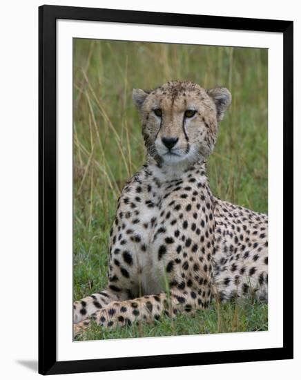 Cheetah (Acinonyx Jubatus), Masai Mara National Reserve, Kenya, East Africa, Africa-Sergio Pitamitz-Framed Photographic Print