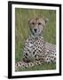 Cheetah (Acinonyx Jubatus), Masai Mara National Reserve, Kenya, East Africa, Africa-Sergio Pitamitz-Framed Photographic Print