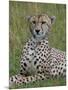 Cheetah (Acinonyx Jubatus), Masai Mara National Reserve, Kenya, East Africa, Africa-Sergio Pitamitz-Mounted Photographic Print