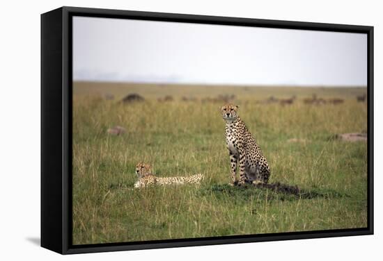 Cheetah (Acinonyx Jubatus), Masai Mara National Reserve, Kenya, East Africa, Africa-Angelo Cavalli-Framed Stretched Canvas