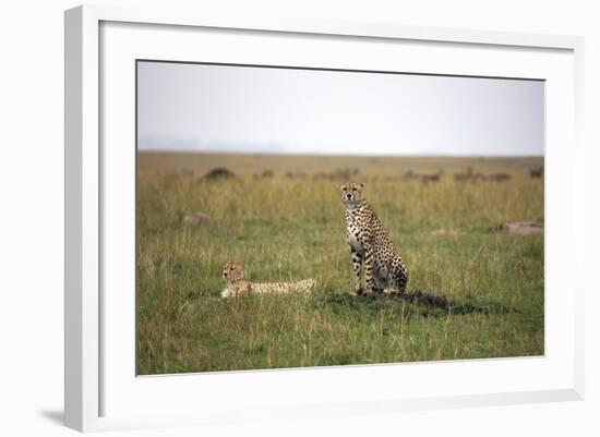 Cheetah (Acinonyx Jubatus), Masai Mara National Reserve, Kenya, East Africa, Africa-Angelo Cavalli-Framed Photographic Print