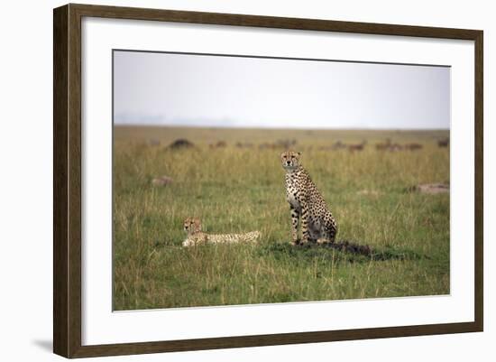 Cheetah (Acinonyx Jubatus), Masai Mara National Reserve, Kenya, East Africa, Africa-Angelo Cavalli-Framed Photographic Print