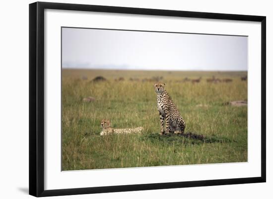 Cheetah (Acinonyx Jubatus), Masai Mara National Reserve, Kenya, East Africa, Africa-Angelo Cavalli-Framed Photographic Print