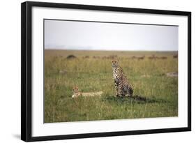 Cheetah (Acinonyx Jubatus), Masai Mara National Reserve, Kenya, East Africa, Africa-Angelo Cavalli-Framed Photographic Print