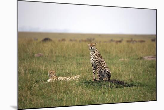 Cheetah (Acinonyx Jubatus), Masai Mara National Reserve, Kenya, East Africa, Africa-Angelo Cavalli-Mounted Photographic Print