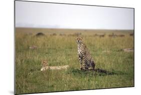 Cheetah (Acinonyx Jubatus), Masai Mara National Reserve, Kenya, East Africa, Africa-Angelo Cavalli-Mounted Photographic Print