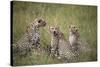 Cheetah (Acinonyx Jubatus), Masai Mara National Reserve, Kenya, East Africa, Africa-Angelo Cavalli-Stretched Canvas