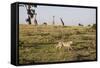 Cheetah (Acinonyx Jubatus), Masai Mara National Reserve, Kenya, East Africa, Africa-Angelo Cavalli-Framed Stretched Canvas