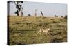 Cheetah (Acinonyx Jubatus), Masai Mara National Reserve, Kenya, East Africa, Africa-Angelo Cavalli-Stretched Canvas