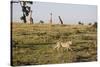 Cheetah (Acinonyx Jubatus), Masai Mara National Reserve, Kenya, East Africa, Africa-Angelo Cavalli-Stretched Canvas