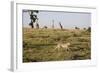 Cheetah (Acinonyx Jubatus), Masai Mara National Reserve, Kenya, East Africa, Africa-Angelo Cavalli-Framed Photographic Print