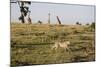 Cheetah (Acinonyx Jubatus), Masai Mara National Reserve, Kenya, East Africa, Africa-Angelo Cavalli-Mounted Photographic Print